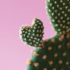 Embracing the Cactus | A Step-by-Step Guide to Navigating Difficult Conversations