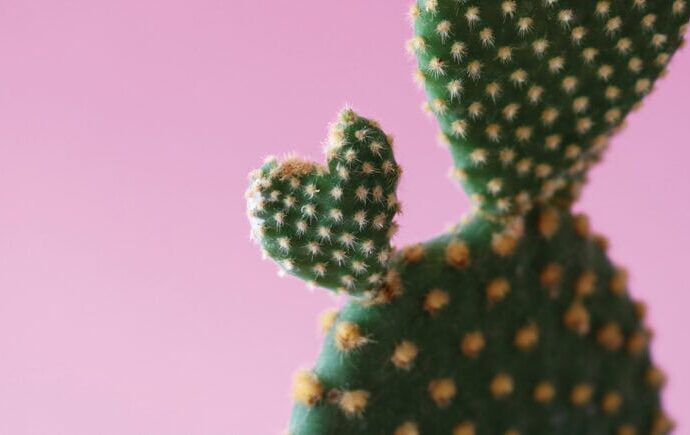 Embracing the Cactus | A Step-by-Step Guide to Navigating Difficult Conversations